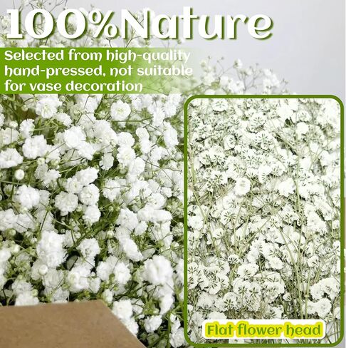 100 قطعة من الزهور البيضاء المضغوطة المجففة - عبوة كبيرة من الزهور المسطحة الطبيعية الحقيقية مقاس 3 بوصات لفن الراتنج، والحرف اليدوية، ودعوات الزفاف، وسجل القصاصات، والصابون، والإطار، والكعك والديكور المنزلي in Kuwait