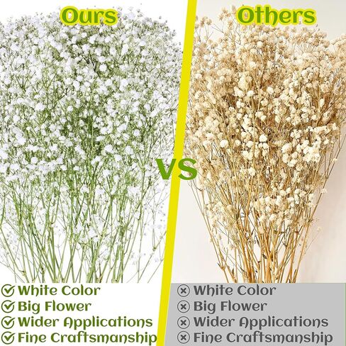 100 قطعة من الزهور البيضاء المضغوطة المجففة - عبوة كبيرة من الزهور المسطحة الطبيعية الحقيقية مقاس 3 بوصات لفن الراتنج، والحرف اليدوية، ودعوات الزفاف، وسجل القصاصات، والصابون، والإطار، والكعك والديكور المنزلي in Kuwait