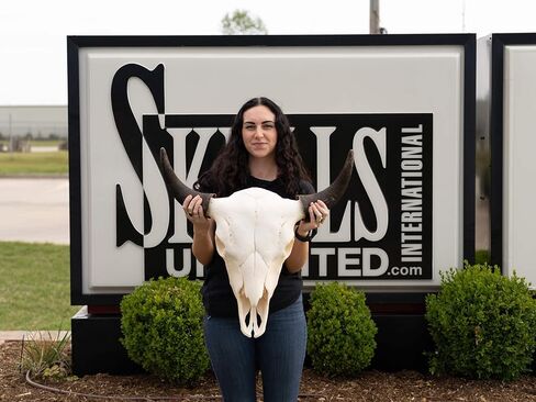 Skulls Unlimited Real American Bison/Buffalo Standard in Saudi Arabia