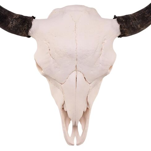 Skulls Unlimited Real American Bison/Buffalo Standard in Saudi Arabia