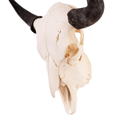Skulls Unlimited Real American Bison/Buffalo Standard in Saudi Arabia