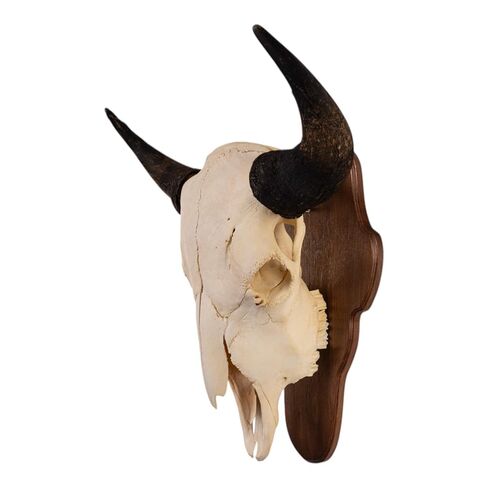 Skulls Unlimited Real American Bison/Buffalo Standard in Saudi Arabia