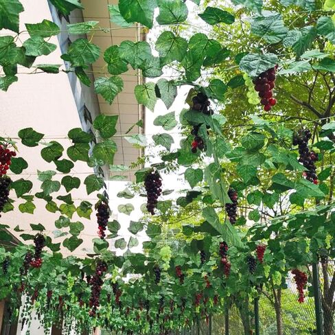 6Pc Assorted Colour Artificial Grapes Rubber Grape Bundles Decor Fake Fruits Hanging Grapes Bunches for Home Kitchen Party Wedding Wine Décor Photography Decoration(2Colors,4Size in Saudi Arabia