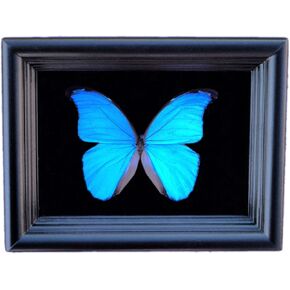 Real Framed Blue Morpho Butterfly Display Shadow Box in Saudi Arabia