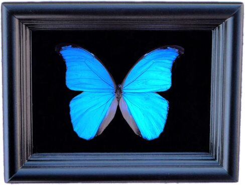 Real Framed Blue Morpho Butterfly Display Shadow Box in Saudi Arabia