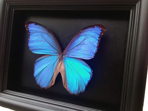 Real Framed Blue Morpho Butterfly Display Shadow Box in Saudi Arabia