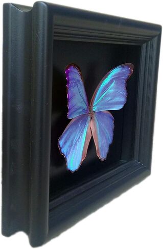 Real Framed Blue Morpho Butterfly Display Shadow Box in Saudi Arabia