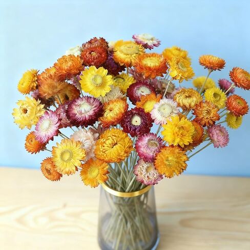 20Pcs Natural Dried Daisy Flowers Bouquet - Multicolor Daisy Dried Sunflowers Bouquet, Dry Flower Arrangements for Wedding, Table Vase Decor, Home Office Party Farmhouse Decoration in Saudi Arabia