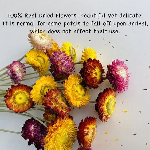 20Pcs Natural Dried Daisy Flowers Bouquet - Multicolor Daisy Dried Sunflowers Bouquet, Dry Flower Arrangements for Wedding, Table Vase Decor, Home Office Party Farmhouse Decoration in Saudi Arabia