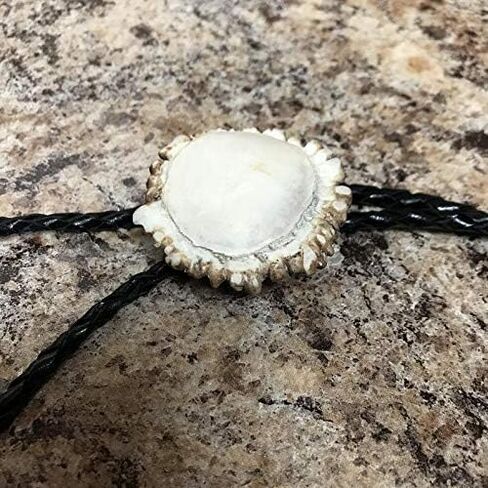 Polished Deer Burr Bolo Tie W/Antler Tips in Kuwait