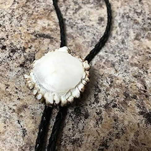 Polished Deer Burr Bolo Tie W/Antler Tips in Kuwait