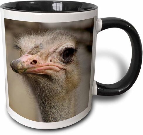 3dRose mug_116211_1 Silly Cute Ostrich Face Nature Animal Photo Ceramic Mug, 11-Ounce in Saudi Arabia