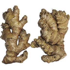 Live 10 Rhizomes of Edible Ginger Roots Zingiber Zingiber Officinale for Growing in Saudi Arabia