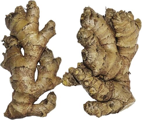 Live 10 Rhizomes of Edible Ginger Roots Zingiber Zingiber Officinale for Growing in Saudi Arabia