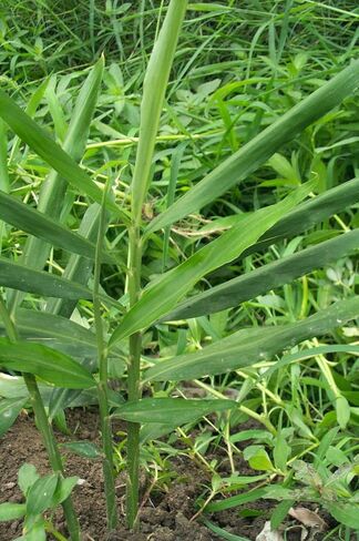 Live 10 Rhizomes of Edible Ginger Roots Zingiber Zingiber Officinale for Growing in Saudi Arabia