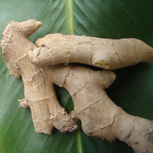 Live 10 Rhizomes of Edible Ginger Roots Zingiber Zingiber Officinale for Growing in Saudi Arabia