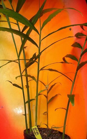 Live 10 Rhizomes of Edible Ginger Roots Zingiber Zingiber Officinale for Growing in Saudi Arabia