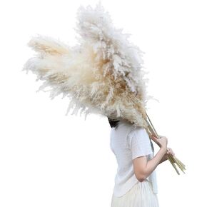 AnziMoss® عشب بامباس بطول 50 بوصة مع 10 سيقان، لون طبيعي مجفف نقي، بومباس كبيرة ورقيقة، زهرة مجففة لديكور المنزل، الزفاف، بوهو، مزهرية أرضية، ترتيب الأزهار، الحرف اليدوية، حديقة (طبيعية) in Kuwait