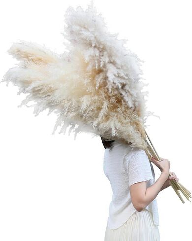 AnziMoss® عشب بامباس بطول 50 بوصة مع 10 سيقان، لون طبيعي مجفف نقي، بومباس كبيرة ورقيقة، زهرة مجففة لديكور المنزل، الزفاف، بوهو، مزهرية أرضية، ترتيب الأزهار، الحرف اليدوية، حديقة (طبيعية) in Kuwait