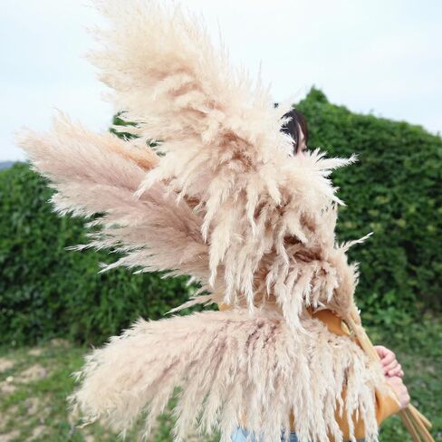 AnziMoss® عشب بامباس بطول 50 بوصة مع 10 سيقان، لون طبيعي مجفف نقي، بومباس كبيرة ورقيقة، زهرة مجففة لديكور المنزل، الزفاف، بوهو، مزهرية أرضية، ترتيب الأزهار، الحرف اليدوية، حديقة (طبيعية) in Kuwait