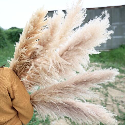 AnziMoss® عشب بامباس بطول 50 بوصة مع 10 سيقان، لون طبيعي مجفف نقي، بومباس كبيرة ورقيقة، زهرة مجففة لديكور المنزل، الزفاف، بوهو، مزهرية أرضية، ترتيب الأزهار، الحرف اليدوية، حديقة (طبيعية) in Kuwait