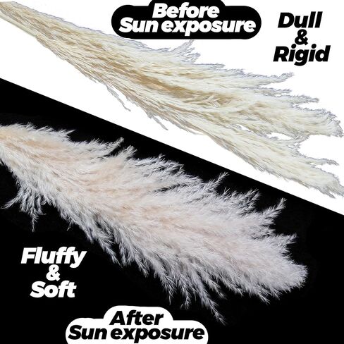 AnziMoss® عشب بامباس بطول 50 بوصة مع 10 سيقان، لون طبيعي مجفف نقي، بومباس كبيرة ورقيقة، زهرة مجففة لديكور المنزل، الزفاف، بوهو، مزهرية أرضية، ترتيب الأزهار، الحرف اليدوية، حديقة (طبيعية) in Kuwait