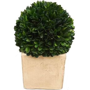 Preserved Boxwood Topiary Lush Boxwood Large Bowl Topiary for Bedroom Office Cubicle Shelf Decor Window Plant Shelf Decoration Dorm Kitchen Luxury Home Decor Accent(Terracotta Pot, 17 inch) in Saudi Arabia