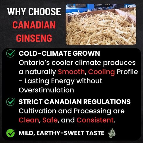 Ginseng Root - Premium Large Canadian Ginseng Roots 227g | 5-Year Dried Roots for Ginseng Soup - Authentic Herbal Supplement for Energy, Focus & Immunity in Saudi Arabia