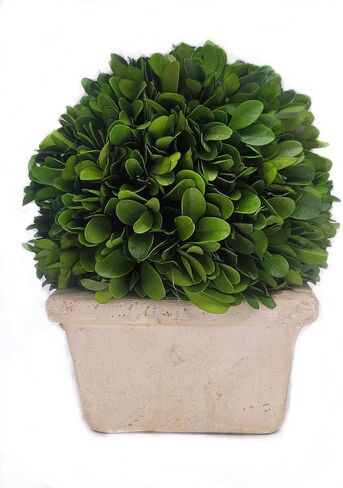 كرة متوسطة الحجم من خشب البقس المحفوظة في وعاء مربع بارتفاع 8 بوصات in Kuwait