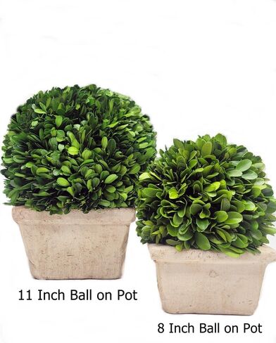 كرة متوسطة الحجم من خشب البقس المحفوظة في وعاء مربع بارتفاع 8 بوصات in Kuwait