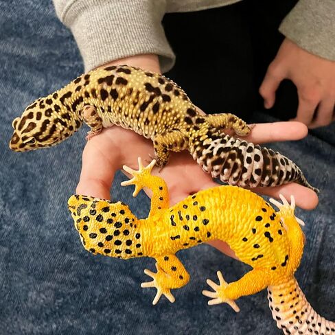 Safari Ltd. Leopard Gecko Figurine - Detailed 7" Plastic Model Figure - Fun Educational Toy for Boys, Girls & Kids Ages 3+ in Saudi Arabia