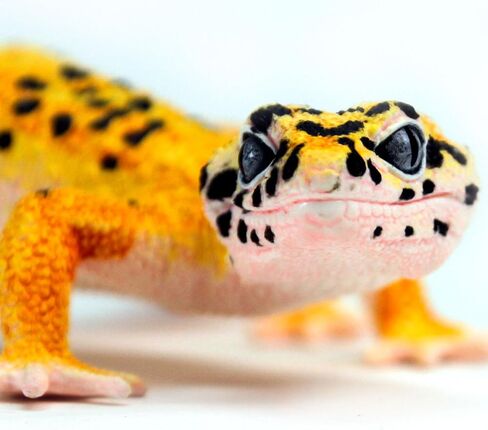 Safari Ltd. Leopard Gecko Figurine - Detailed 7" Plastic Model Figure - Fun Educational Toy for Boys, Girls & Kids Ages 3+ in Saudi Arabia