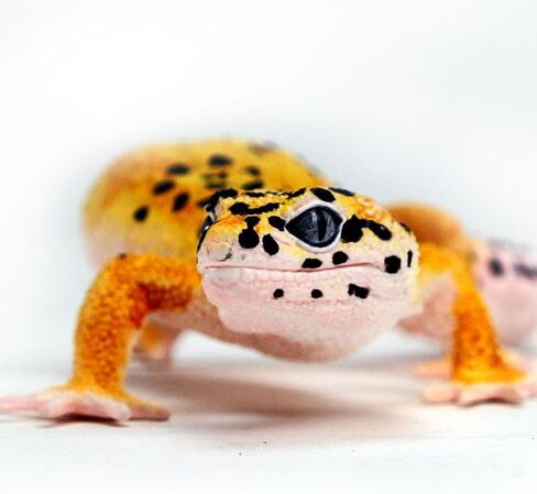 Safari Ltd. Leopard Gecko Figurine - Detailed 7" Plastic Model Figure - Fun Educational Toy for Boys, Girls & Kids Ages 3+ in Saudi Arabia