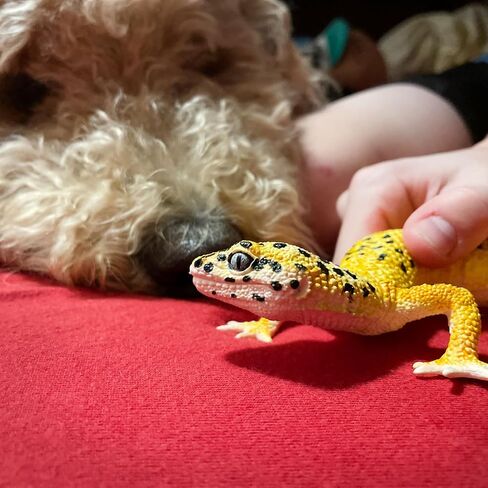 Safari Ltd. Leopard Gecko Figurine - Detailed 7" Plastic Model Figure - Fun Educational Toy for Boys, Girls & Kids Ages 3+ in Saudi Arabia