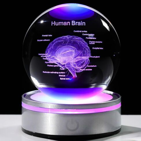 3D Human Brain 3.15 in. Crystal Ball Gifts for Him Her, Human Brain Anatomical Mini Model with Colorful Light Base for Neurologist Doctor Pharmacist, Physiology Graduation Gifts for Medical Students in Saudi Arabia