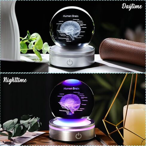 3D Human Brain 3.15 in. Crystal Ball Gifts for Him Her, Human Brain Anatomical Mini Model with Colorful Light Base for Neurologist Doctor Pharmacist, Physiology Graduation Gifts for Medical Students in Saudi Arabia