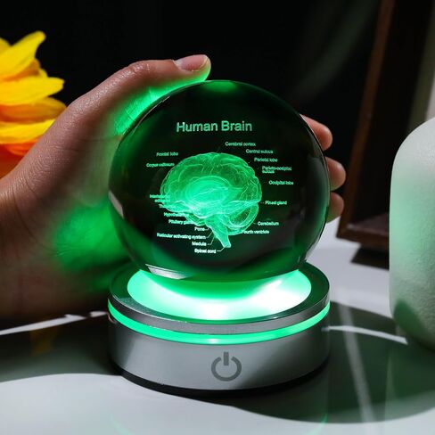 3D Human Brain 3.15 in. Crystal Ball Gifts for Him Her, Human Brain Anatomical Mini Model with Colorful Light Base for Neurologist Doctor Pharmacist, Physiology Graduation Gifts for Medical Students in Saudi Arabia