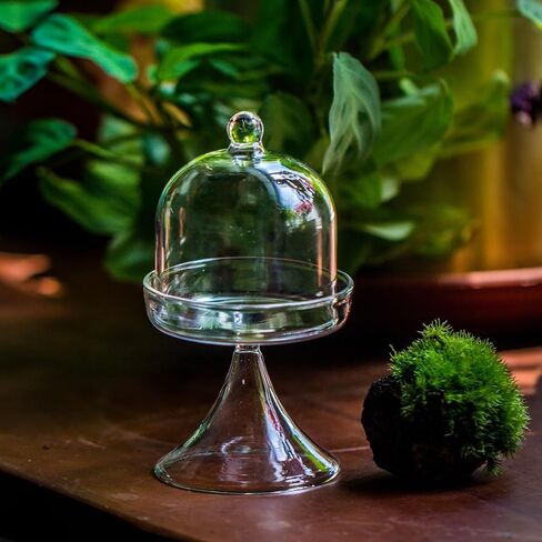 NCYP Mini 2.7 x 2.7 x 5 Inches Glass Bell Jar Dome with Stand and Tiny Cube Planter for Display Jewelry, Ring, Small Plants - Little Glass Cloche, Home Decor (Plants Not Included) in Saudi Arabia