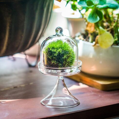 NCYP Mini 2.7 x 2.7 x 5 Inches Glass Bell Jar Dome with Stand and Tiny Cube Planter for Display Jewelry, Ring, Small Plants - Little Glass Cloche, Home Decor (Plants Not Included) in Saudi Arabia