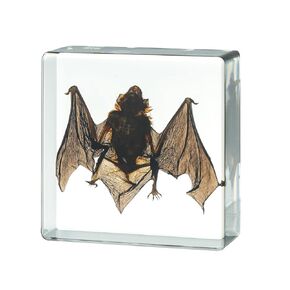 Real Taxidermy Bat, Bat Specimens Animal Specimen in Resin for Science Classroom Science Education.This Will Be The Perfect Gift for Specimen Enthusiasts! (Bat Specimen Semicircle)