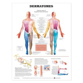 Dermatomes Anatomical Chart