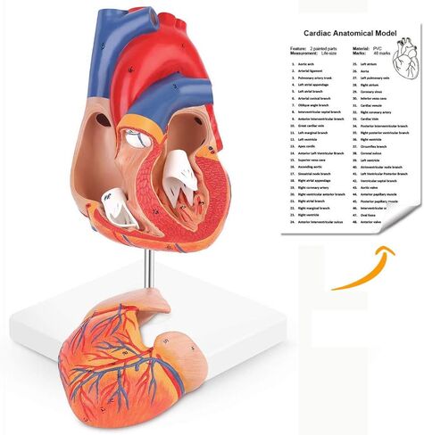 EUDDOO 1: 1 نموذج قلب بشري، نموذج قلب دقيق تشريحيًا بالحجم الطبيعي لدراسة العلوم في الفصل الدراسي، نموذج طبي للتدريس، يتم تثبيته معًا مع مغناطيس على القاعدة in Kuwait