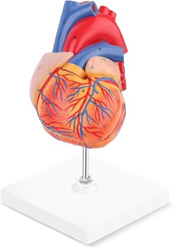 EUDDOO 1: 1 نموذج قلب بشري، نموذج قلب دقيق تشريحيًا بالحجم الطبيعي لدراسة العلوم في الفصل الدراسي، نموذج طبي للتدريس، يتم تثبيته معًا مع مغناطيس على القاعدة in Kuwait