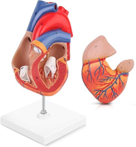EUDDOO 1: 1 نموذج قلب بشري، نموذج قلب دقيق تشريحيًا بالحجم الطبيعي لدراسة العلوم في الفصل الدراسي، نموذج طبي للتدريس، يتم تثبيته معًا مع مغناطيس على القاعدة in Kuwait