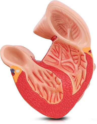 EUDDOO 1: 1 نموذج قلب بشري، نموذج قلب دقيق تشريحيًا بالحجم الطبيعي لدراسة العلوم في الفصل الدراسي، نموذج طبي للتدريس، يتم تثبيته معًا مع مغناطيس على القاعدة in Kuwait