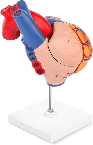EUDDOO 1: 1 نموذج قلب بشري، نموذج قلب دقيق تشريحيًا بالحجم الطبيعي لدراسة العلوم في الفصل الدراسي، نموذج طبي للتدريس، يتم تثبيته معًا مع مغناطيس على القاعدة in Kuwait