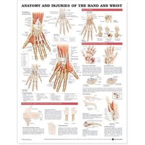ACC Anatomy and Injuries of The Hand and Wrist Anatomical Chart, 20.00" x 26.00"