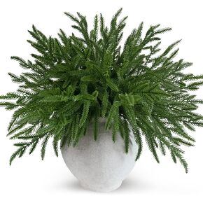 12 Pcs Real Touch Norfolk Pine Branches Christmas Decorations, 18 Inch Greenery Xmas Picks Artificial Plants Norfolk Pine Stems Home Decor for Vase DIY Garland Wreath Evergreen Winter Decor in Kuwait