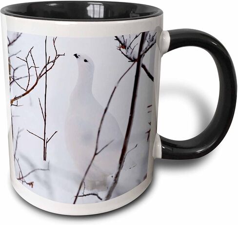 3dRose mug_70469_6 "Canada, Manitoba, Churchill. Willow Ptarmigan.-CN03 RJA0010 - Rebecca Jackrel" Two Tone Blue Mug, 11 oz, Multicolor in Saudi Arabia