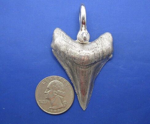 Extreme Unique Huge Big Giant Large Enormous Massive Monstrous Colossal Heavy Solid Custom Sterling Silver (Megalodon) Shark Tooth Pendant in Saudi Arabia